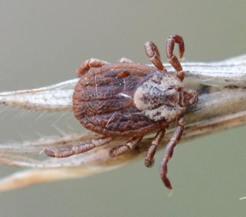 Réf. 242 580 : Dermacentor sp.